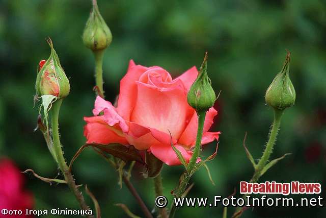 Кропивницькому, квітне трояндовий розарій ,фоторепортаж, Игоря Филипенко, спас-преображенский собор, 